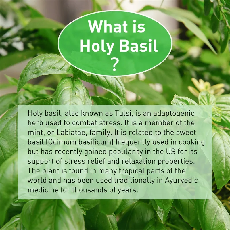 Holy Basil Capsules - Enhance  - Tulsi Holy Basil recension och pris